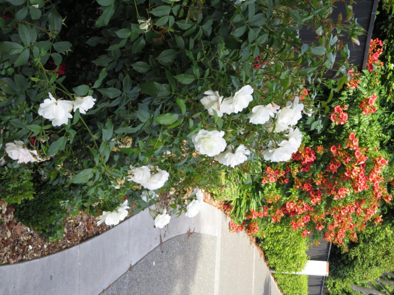 Maples On Harewood Bed and Breakfast Christchurch Buitenkant foto